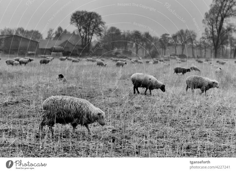 Schafe im Regen Schafherde nass Wolle Nutztier Außenaufnahme Herde Natur Wiese Tier Tiergruppe Landschaft Gras Weide Fressen Menschenleer Schafswolle Tag