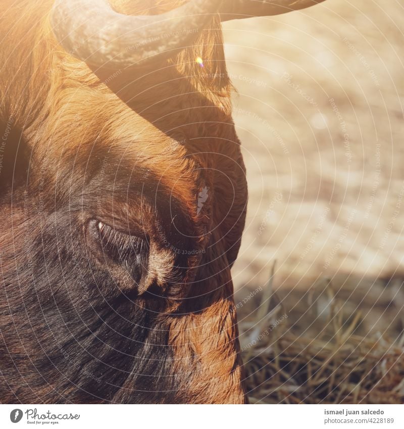 Porträt einer braunen Kuh beim Grasen auf der Wiese Braune Kuh Hörner Tier Weide Weidenutzung wild Kopf Tierwelt Natur niedlich Schönheit wildes Leben ländlich