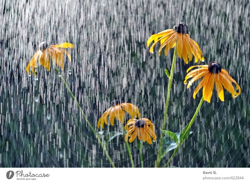 Es regnet auf den SonnenHut Regen Regenwasser Kühlung Wetterumschwung Wassertropfen nass schlechtes Wetter Sonnenlicht Blume Sonnenhut Pflanze gelb lichtvoll