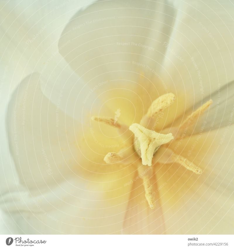 Stempelkissen Tulpe Nahaufnahme Detailaufnahme Blütenstempel gelb Farbfoto Botanik Blume Pflanze Natur Makroaufnahme natürlich klein weich Umwelt Außenaufnahme