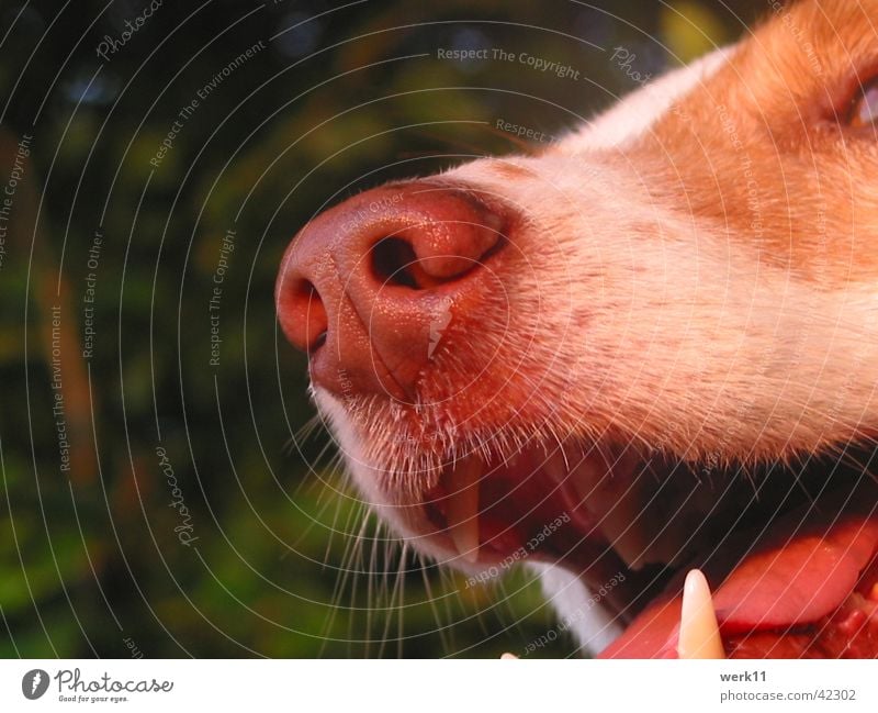 ...den richtigen Riecher haben! Hund Schnauze Nase Detailaufnahme
