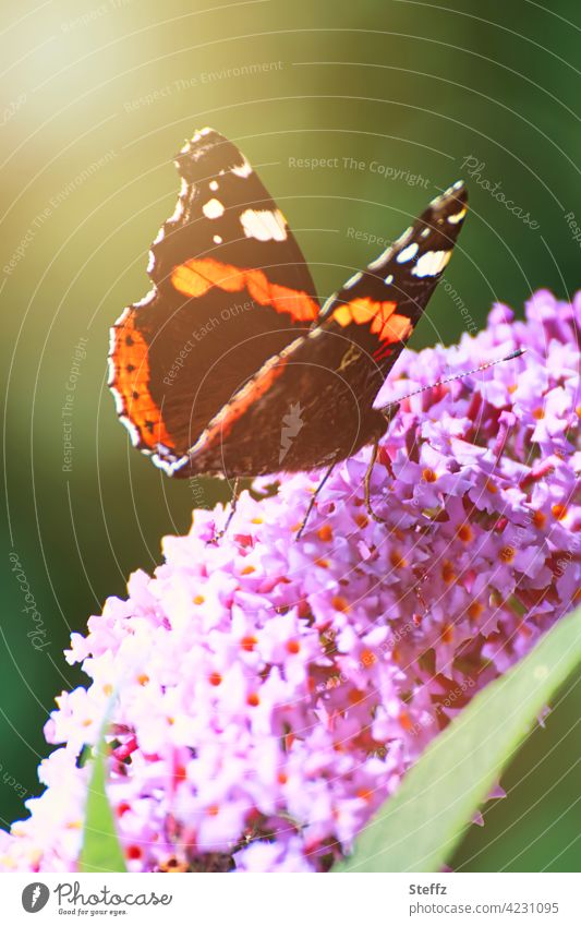 Der Admiral auf einem Schmetterlingsflieder Buddleja Falter Zierpflanze Sommerflieder Edelfalter Blütenstrauch Nektarpflanze Schmetterlingsflügel