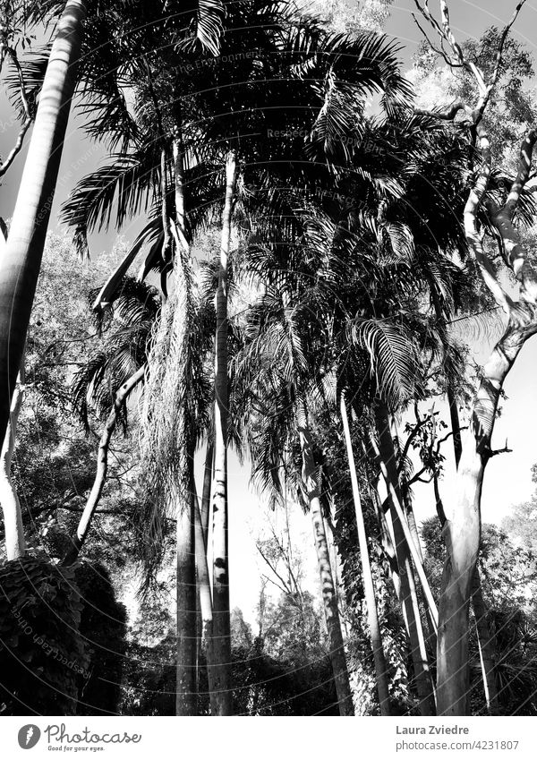 Schwarze und weiße Palmen Pflanze exotisch Tropen Palmenwedel Baum Handfläche Natur tropisches Klima Holz Blatt Schönes Wetter Sommer Ferien & Urlaub & Reisen