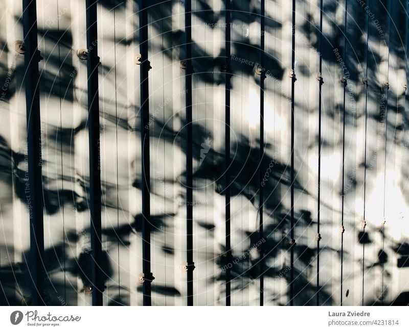 Baum Schatten auf dem Zaun Baumschatten Schattenspiel Zäune Licht Kontrast Sonnenlicht Strukturen & Formen Silhouette Muster abstrakt Außenaufnahme Fassade