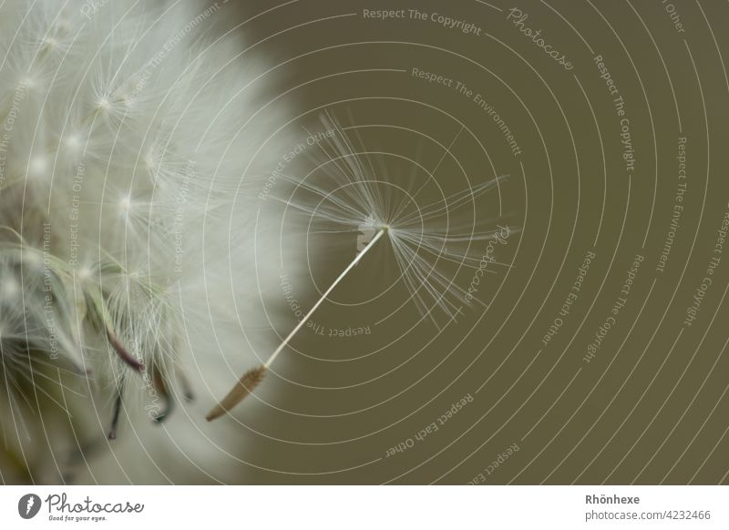 Schirmchen einer Pusteblume pusteblume löwenzahn samen schein Löwenzahn Natur Pflanze Samen Detailaufnahme Makroaufnahme Frühling Nahaufnahme weiß Außenaufnahme