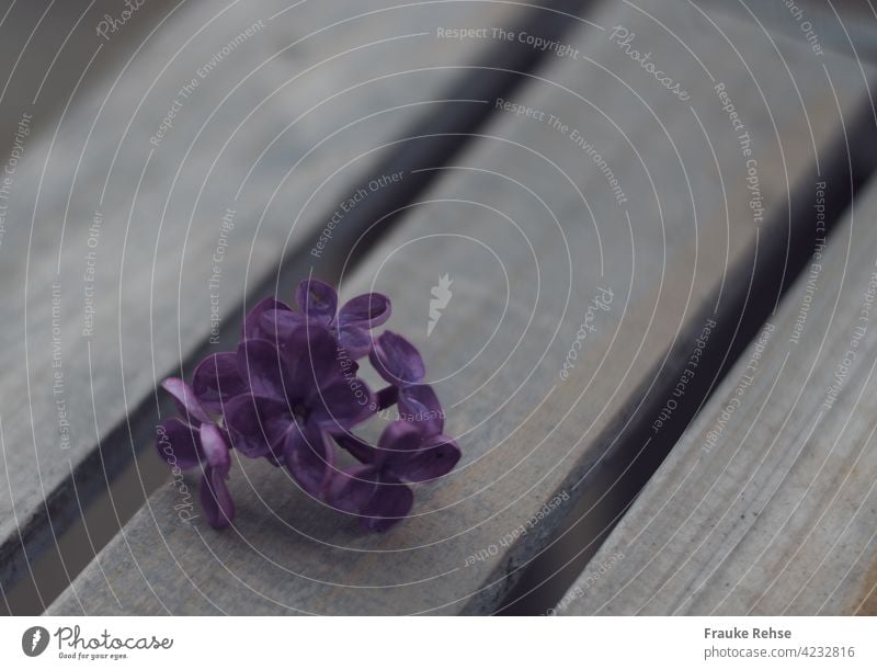 Fliederblüten auf Holzplanken Blütenblätter violett Frühling Dekoration & Verzierung schön blühend blau-violett hübsch zart Kontrast