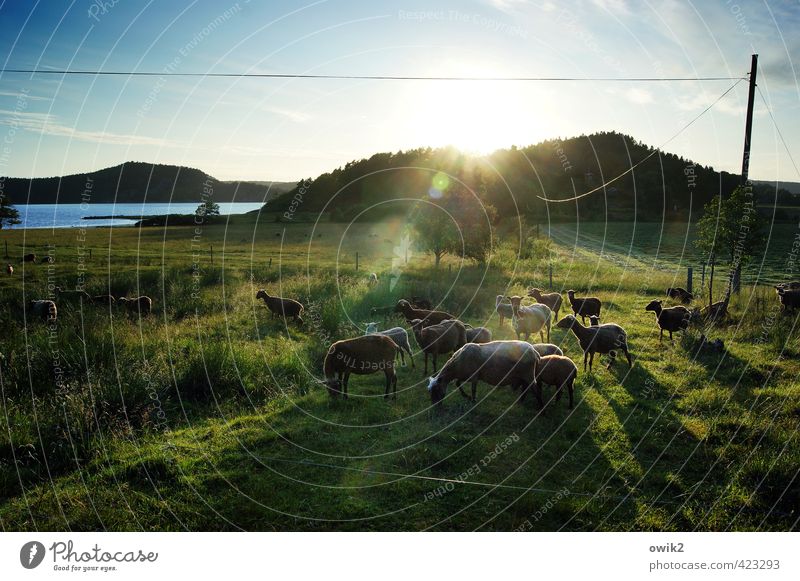 Wollknäuel Umwelt Natur Landschaft Pflanze Tier Schaf Tiergruppe Herde beobachten entdecken Erholung Fressen leuchten Blick wandern Lebensfreude Einigkeit