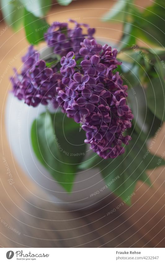 Fliederduft...  lila Flieder in einer weißen Vase violett Frühling grün in der Vase duftend Duft Blüte Innenaufnahme Dekoration & Verzierung schön von oben