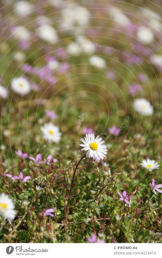 Gänseblümchen – sie sind wieder da! 2 Wiese Frühling Blumenwiese Mehrjähriges Gänseblümchen Maßliebchen Tausendschön Monatsröserl Margritli Rasen Natur grün