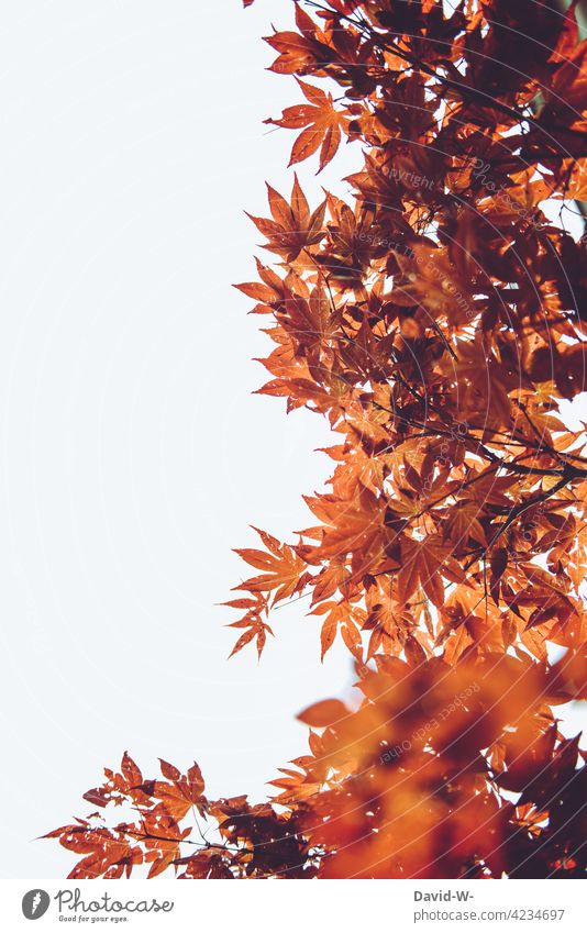 Japanische Ahorn - Fächer-Ahorn - rote Blätter in voller pracht Fächerahorn Japanischer Ahorn leuchten Baum Muster Strukturen & Formen Natur Ahornblatt