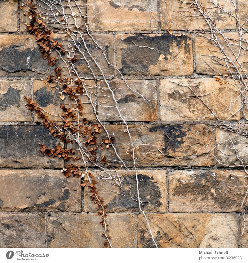 Alte Mauer mit Pflanzenwuchs mauerwerk Mauerwand Kletterpflanzen alt Wand Farbfoto bewachsen nach oben