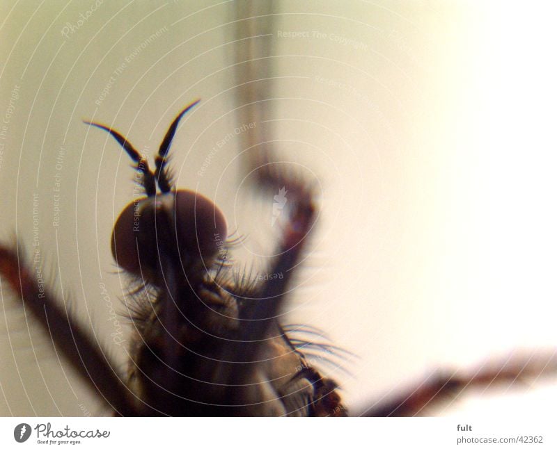 insekt Insekt Unschärfe Leben Makroaufnahme live Nahaufnahme marco insect legs eyes