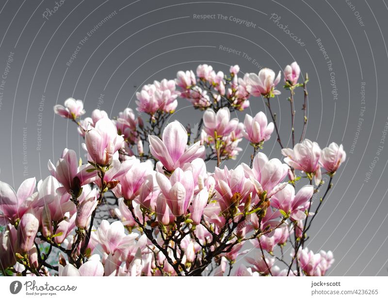 blühende Magnolien vor grauen Himmel Frühling Natur Blüte Blühend Wolkenloser Himmel Kontrast Wachstum Sonnenlicht Magnoliengewächse rosa Magnolienbaum