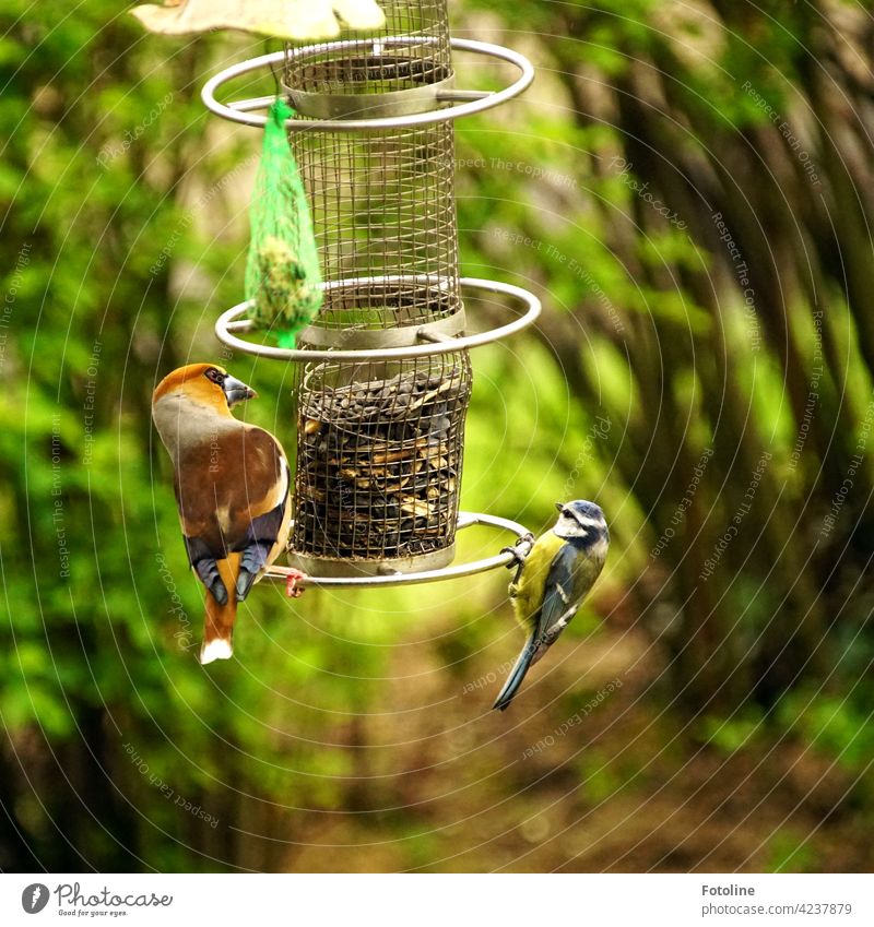 Kernbeißer und Blaumeise haben ein romantisches Date an der Futterstelle Vögel Vogel Tier Außenaufnahme Farbfoto Wildtier Natur Tag Menschenleer Umwelt weiß