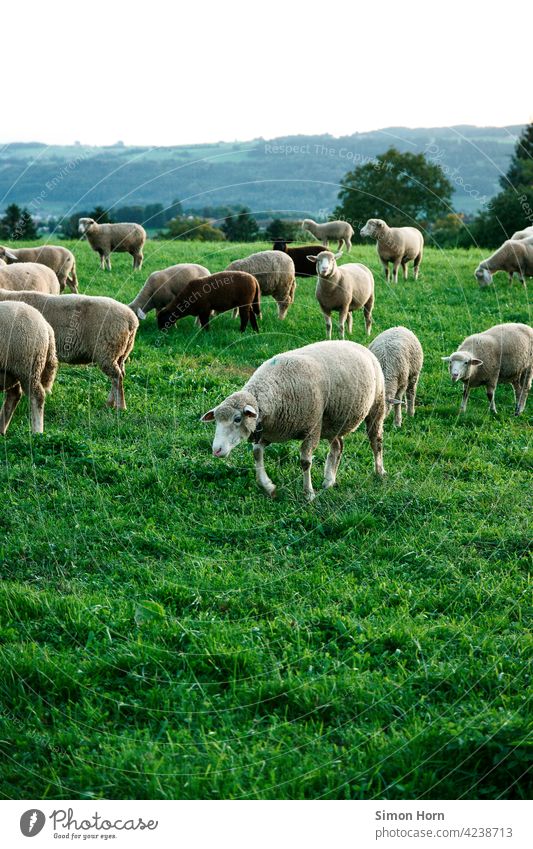 Schafe auf einer Wiese Schafherde Schwarzes Schaf Natur Panorama (Aussicht) Wolle tiere weich Herde Gras