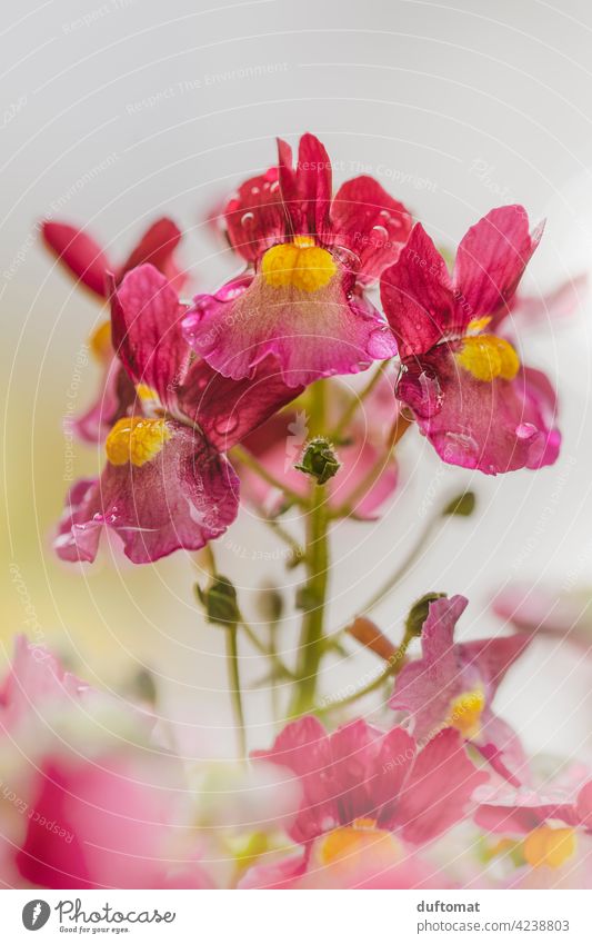 rot gelbe Elfenspiegel Pflanze bei Regen, geringe Tiefenschärfe Blüte Regentropfen nass Blume blühen Natur Garten Blütenstempel grün Schwache Tiefenschärfe