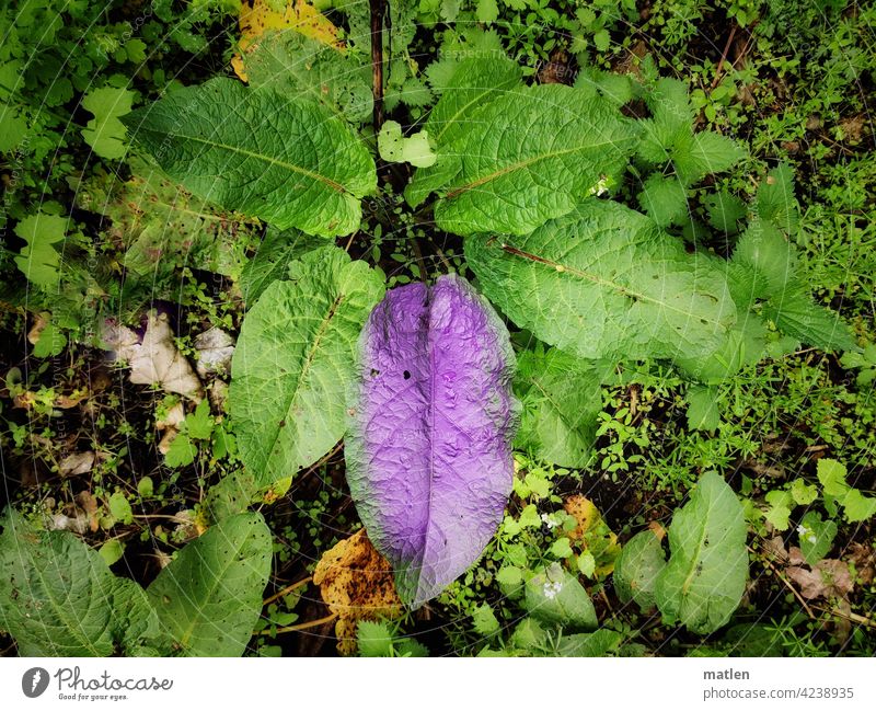 Farbecht violett Gruen Lila Pflanze Blatt Besprueht Gefaerbt Natur Nahaufnahme Frühling Außenaufnahme Menschenleer flora