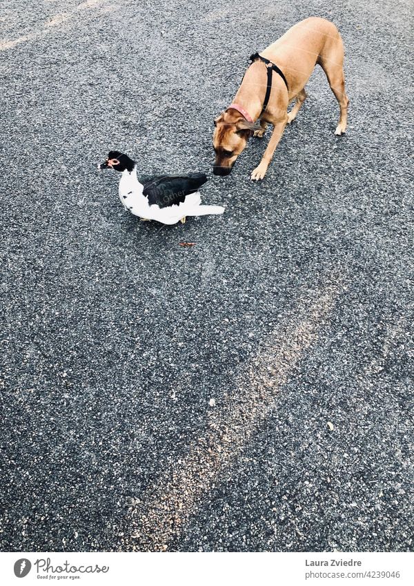 Der Hund und die Ente Hundeauslauf Hundeausführen Gassi gehen Spaziergang Tier Haustier laufen Tierporträt mit dem Hund rausgehen Außenaufnahme Straße Farbfoto