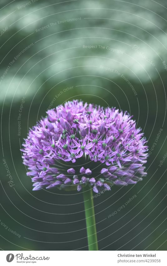 violette Blüte des Zierlauchs /Allium vor verschwommenem Hintergrund Blume Schwache Tiefenschärfe Frühlingsblume Lauchgewächs Zwiebelblume Pflanze Natur Garten
