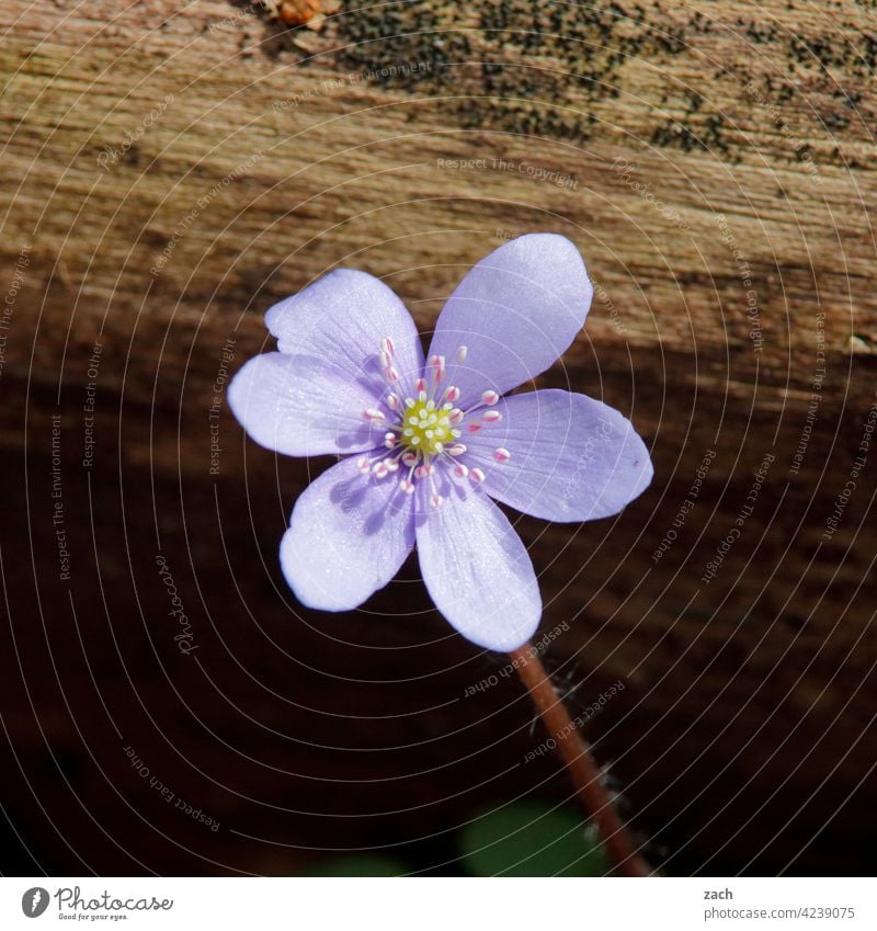 Single Blume Blüte Pflanze Natur Blühend Nahaufnahme Blumen lila blühen Frühling violett