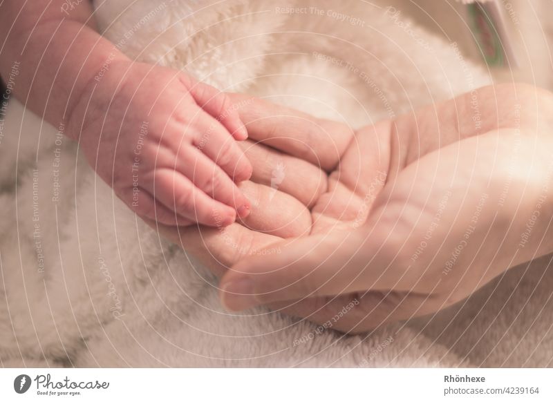 Kleine Hand wird gehalten Baby Finger niedlich winzig süß Schutz zerbrechlich Textfreiraum oben Glück glücklich Wunder Zärtlichkeit Haut klein Liebe neugeboren