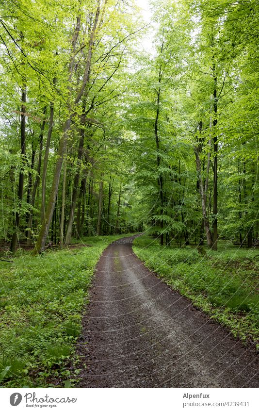 Empfehlung | Ausflug ins Grüne Wald grün Frühling Baum Außenaufnahme Natur Farbfoto Pflanze Landschaft Menschenleer Tag Umwelt natürlich Schönes Wetter
