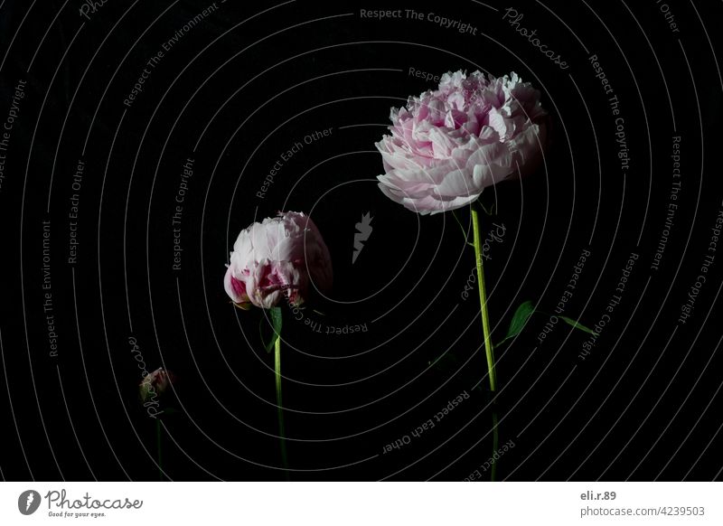 Pfingstrosen - verschiedene Blütephasen Blumen rosa Frühling schön Natur Farbfoto Nahaufnahme Pflanze frisch Blühend Menschenleer Blütenblatt Makroaufnahme