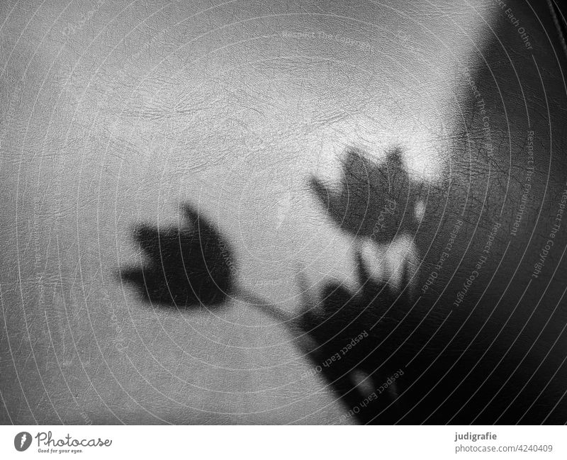Schatten eines Tulpenstraußes auf dem Lederbezug einer Stuhllehne Licht Schattenspiel Blumenstrauß Blüte Frühling Pflanze Blühend Tulpenblüte Schwarzweißfoto