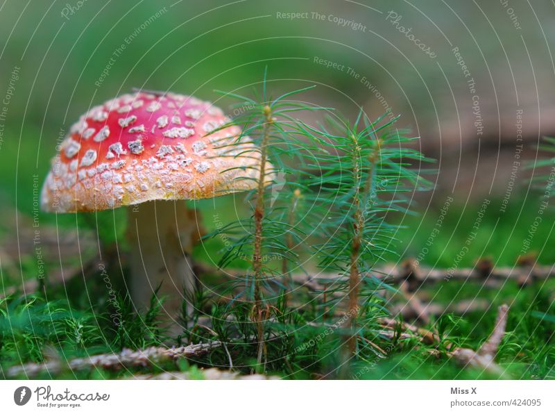 Pilz II Ernährung Natur Herbst Moos Wald Wachstum gefährlich Gift Fliegenpilz Waldboden Saison Herbstbeginn Herbstwald ungenießbar Farbfoto mehrfarbig