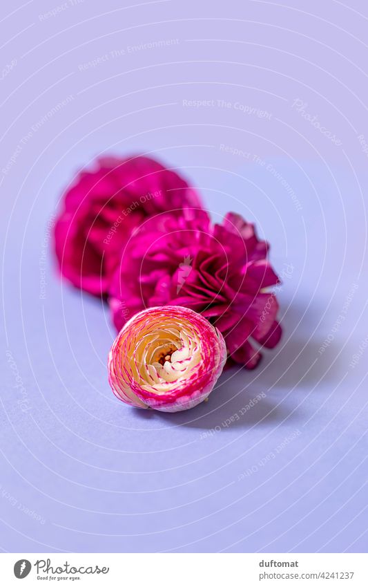 Stilleben mit pinken Ranunkel Blüten auf lila Hintergrund Blumen Stillleben liegen drei Pflanze blühen Freisteller ranunculus Studioaufnahme farbenfroh