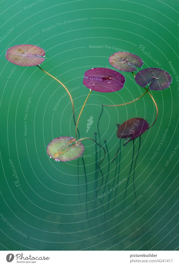 Schwebende Seerosen im grünen Wasser des Sees Wasserpflanzen Teich Pflanzen schweben schwimmen Natur Sonne Tag violett rot ruhe entspannt menschenleer