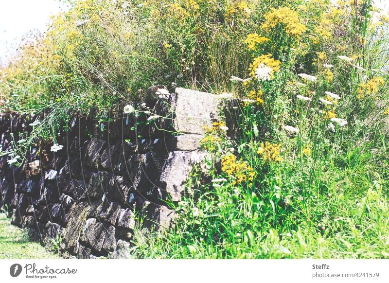 Kraft der Natur - alte Mauer bewachsen mit Wildpflanzen überwuchert Mauerpflanzen Mauersteine Mauerblumen ländlich sommerlich Steinmauer Wildblumen