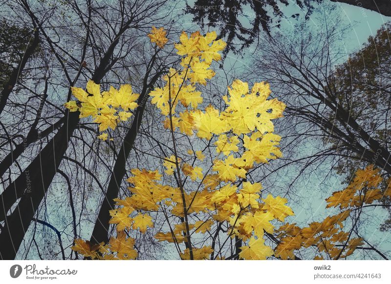 Zukunftsaussichten Ahorn Ahornblatt Baum Herbst Pflanze Wolken Himmel Natur Umwelt Blatt leuchten Wald Zweige u. Äste gelb Vergänglichkeit Herbstfärbung