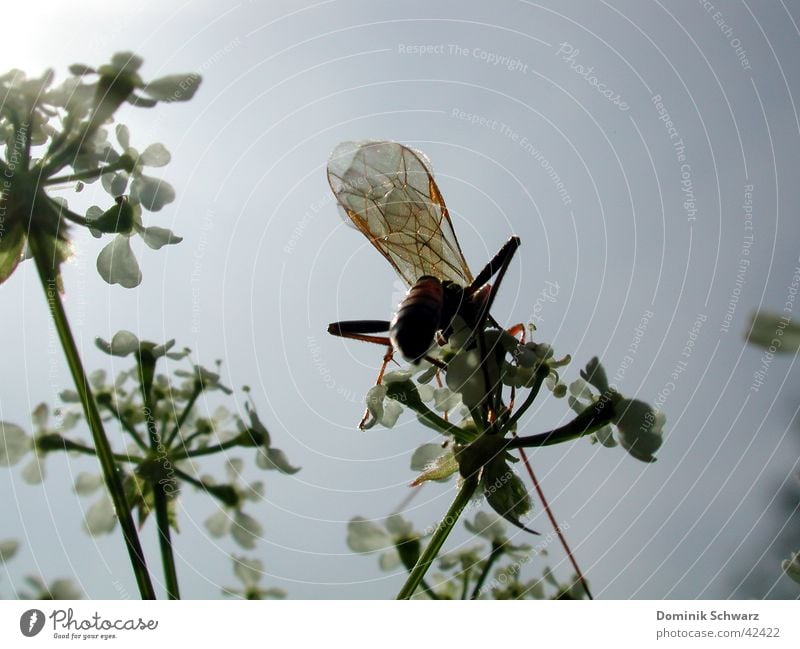 Sommerluft Insekt Tier Himmel Pflanze Flügel fliegen Detailaufnahme Natur