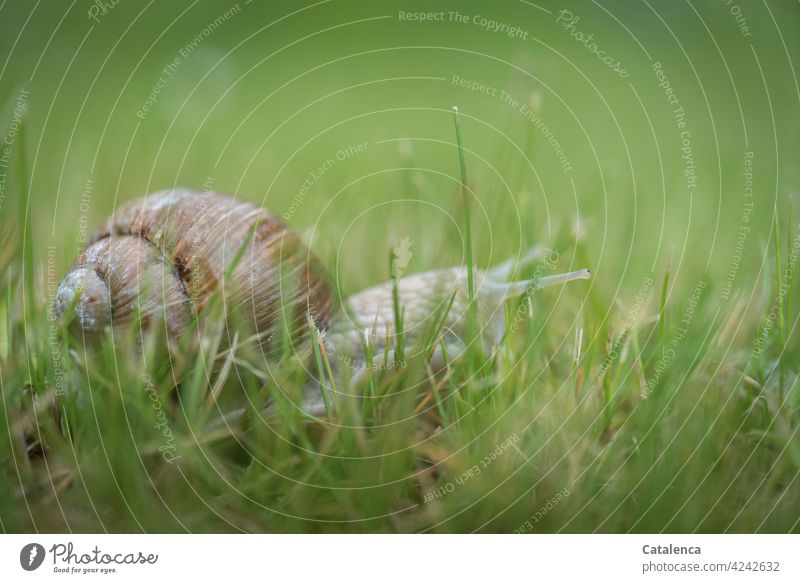 Eine Weinbergschnecke tastet sich vorsichtig durchs Gras Natur Fauna Flora Tier Schnecke kriechen Schneckenhaus Pflanze Grashalme Rasen Wiese Braun Grün Tag