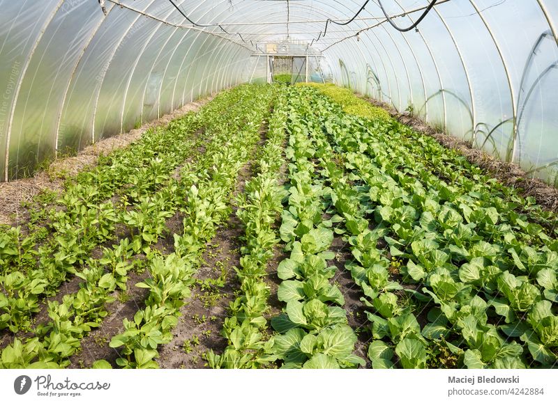 Bio-Gemüse, das in einem Polytunnel angebaut wird. Pflanze Ackerbau wachsen Gartenarbeit Grün Keimling Bauernhof Lebensmittel organisch Gewächshaus natürlich