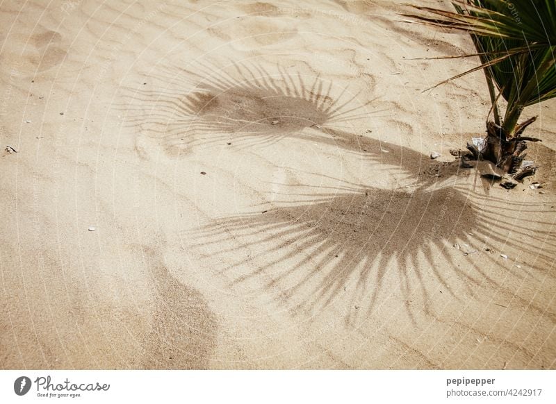 kleine Palme wächst im Sand Palmenwedel Palmenstrand Sandstrand Ferien & Urlaub & Reisen Urlaubsstimmung Urlaubsort Außenaufnahme Menschenleer Farbfoto Strand
