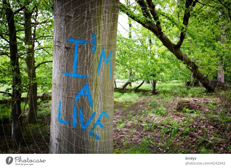 I am alive , englische Aufschrift auf einer Buche im Wald Baum Rotbuche Schriftzeichen Klimawandel Naturschutz Baumsterben Trockenheit Erderwärmung