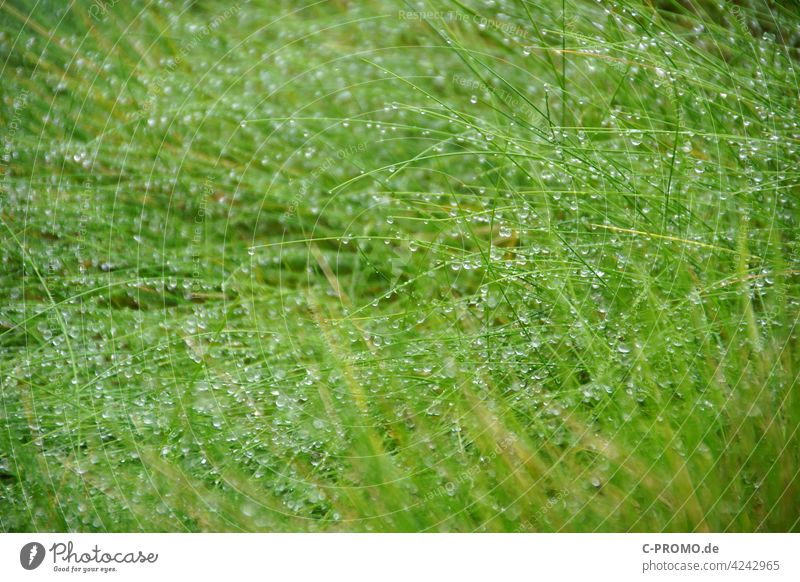Wassertropfen an Gräserhalmen Tau Regen Gras grün Grashalme