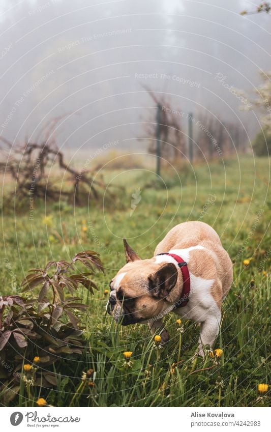Hund auf einem Spaziergang französische Bulldogge Tier Haustier Farbfoto Tierporträt niedlich Neugier Tierliebe beobachten Blick Welpe Nebel Landschaft Natur