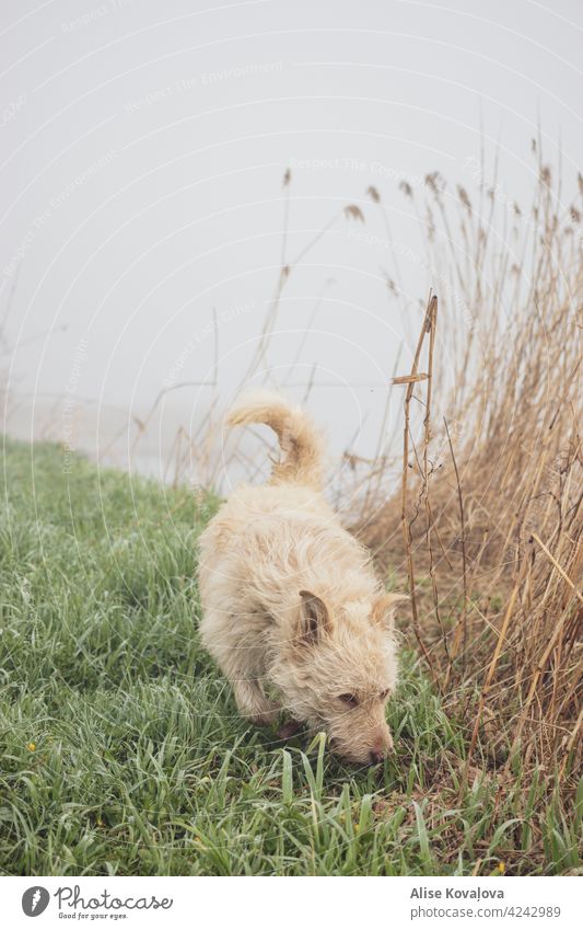Frühmorgenspaziergang im Nebel Hund Natur Flussufer Landschaft laufen Spazierengehen mit einem Hund Säugetier Haustier Freiheit Tier Tierporträt schnüffelnd