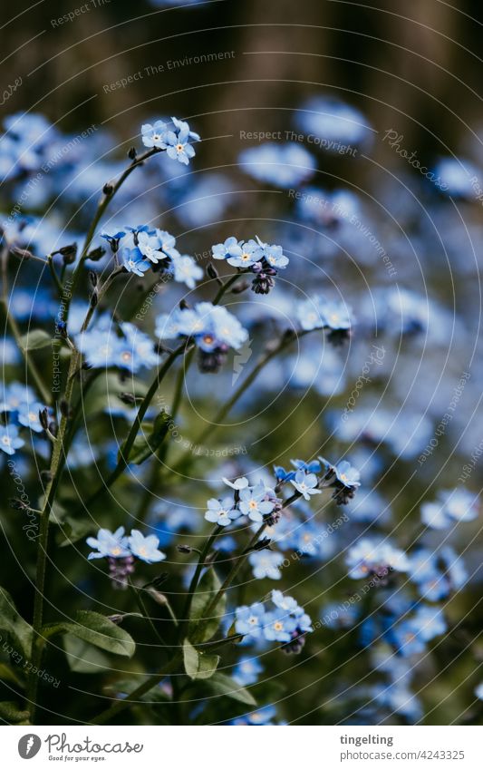 Vergißmeinnicht wildblume garten frühling blühen blüten blau stimmungsvoll gedeckte farben außenaufnahme Makroaufnahme blätter natur flora Gartenpflanzen