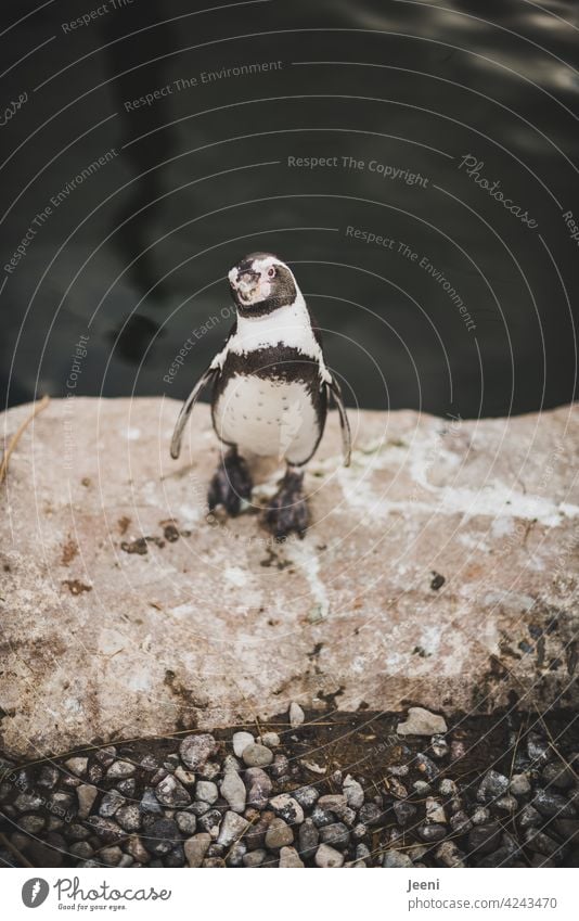 Next Top-Model Porträt Portrait Pinguin schwarz weiß gemustert Wasser Seeküste Küste Tier Tierporträt Tiergesicht tierportrait tauchen nass Vogel watscheln Meer