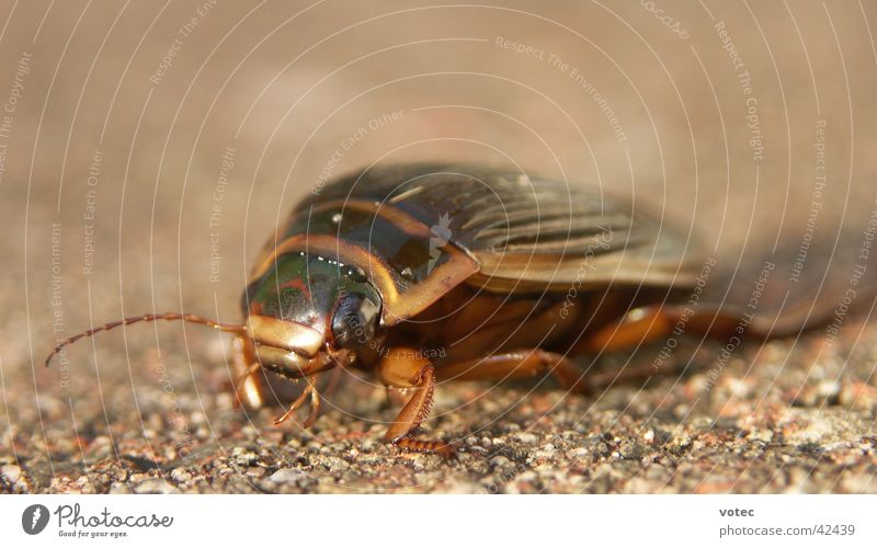 BUG Insekt krabbeln Verkehr Käfer Makroaufnahme Natur