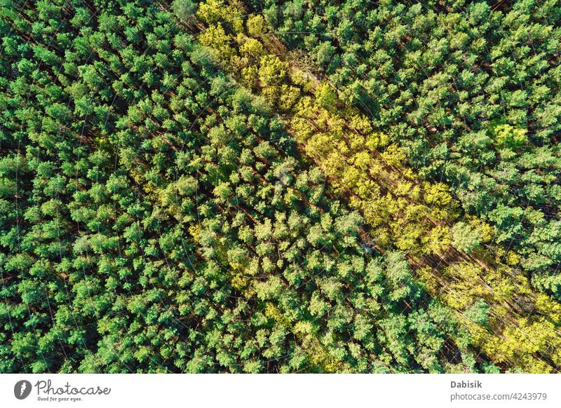 Grüner Sommer Wald Hintergrund, Luftaufnahme. Natur Landschaft schön abstrakt Antenne grün Schönheit weißrussland Ökosystem Umwelt Europa hoch idyllisch