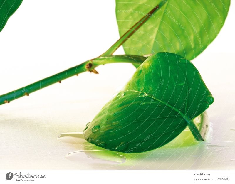 Leben Pflanze Blatt grün Reflexion & Spiegelung fein Neonlicht knallig Wasser Wassertropfen Blütenknospen Ast Stengel Nahaufnahme