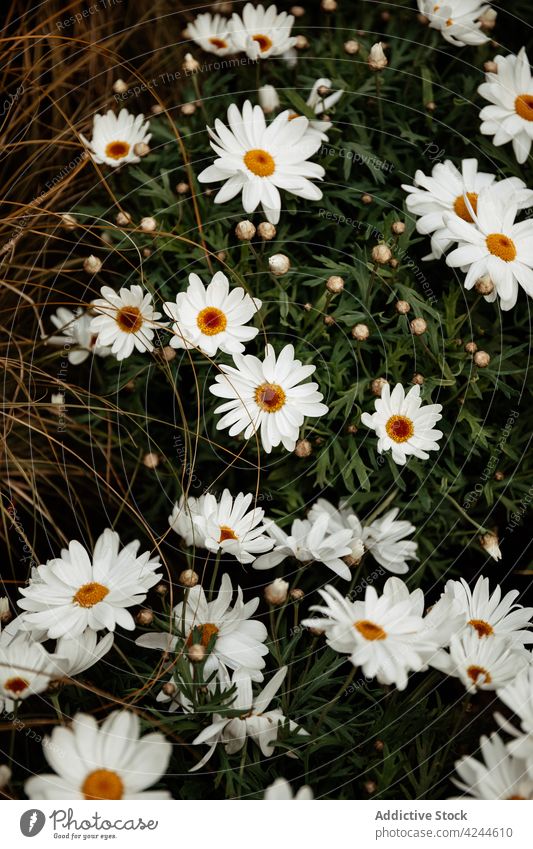 Weiße Kamille im Rasen Gänseblümchen Blütezeit Blume Natur Feld Wiese Flora Gras Wachstum Pflanze frisch üppig (Wuchs) Sommer idyllisch Blütenblatt Saison