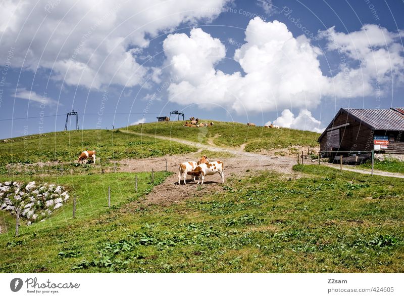 sudelfeld Natur Landschaft Himmel Wolken Sommer Schönes Wetter Wiese Alpen Berge u. Gebirge Gipfel Kuh hoch natürlich ruhig Erholung Freizeit & Hobby Gesundheit
