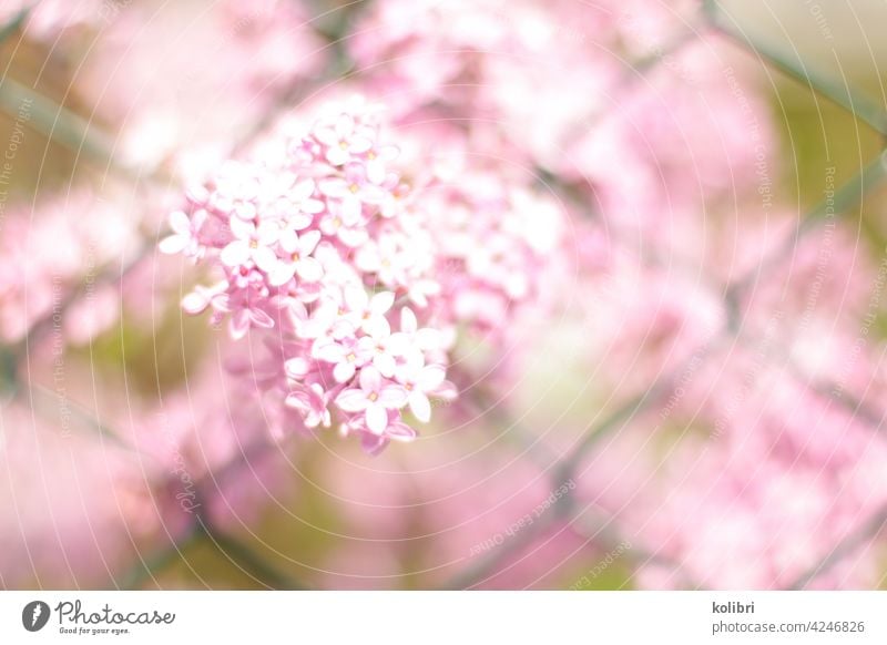Rosa Fliederblüte schiebt sich durch grünen Maschendrahtzaun Fliederbusch Fliederstrauch Blüte Frühling Farbfoto rosa Unschärfe Duft Nahaufnahme