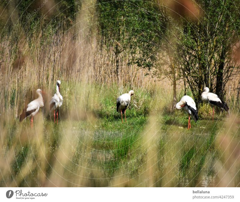 Kalif Storch - die Weißstörche putzen sich und schwatzen. Weißstorch Vogel Tier Außenaufnahme Farbfoto Wildtier Menschenleer Tag Natur Umwelt weiß schwarz